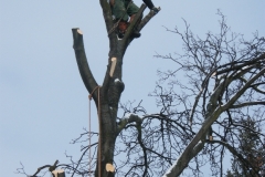 Pokácení javoru v Kroměříži